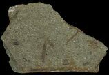 Plate Of Devonian Plant (Gosslingia) Fossils - Wales #66669-1